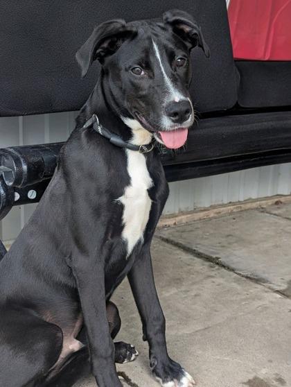 Enlarge Maverick, a Adoptable mixed breed in Houston, TX image 2/2