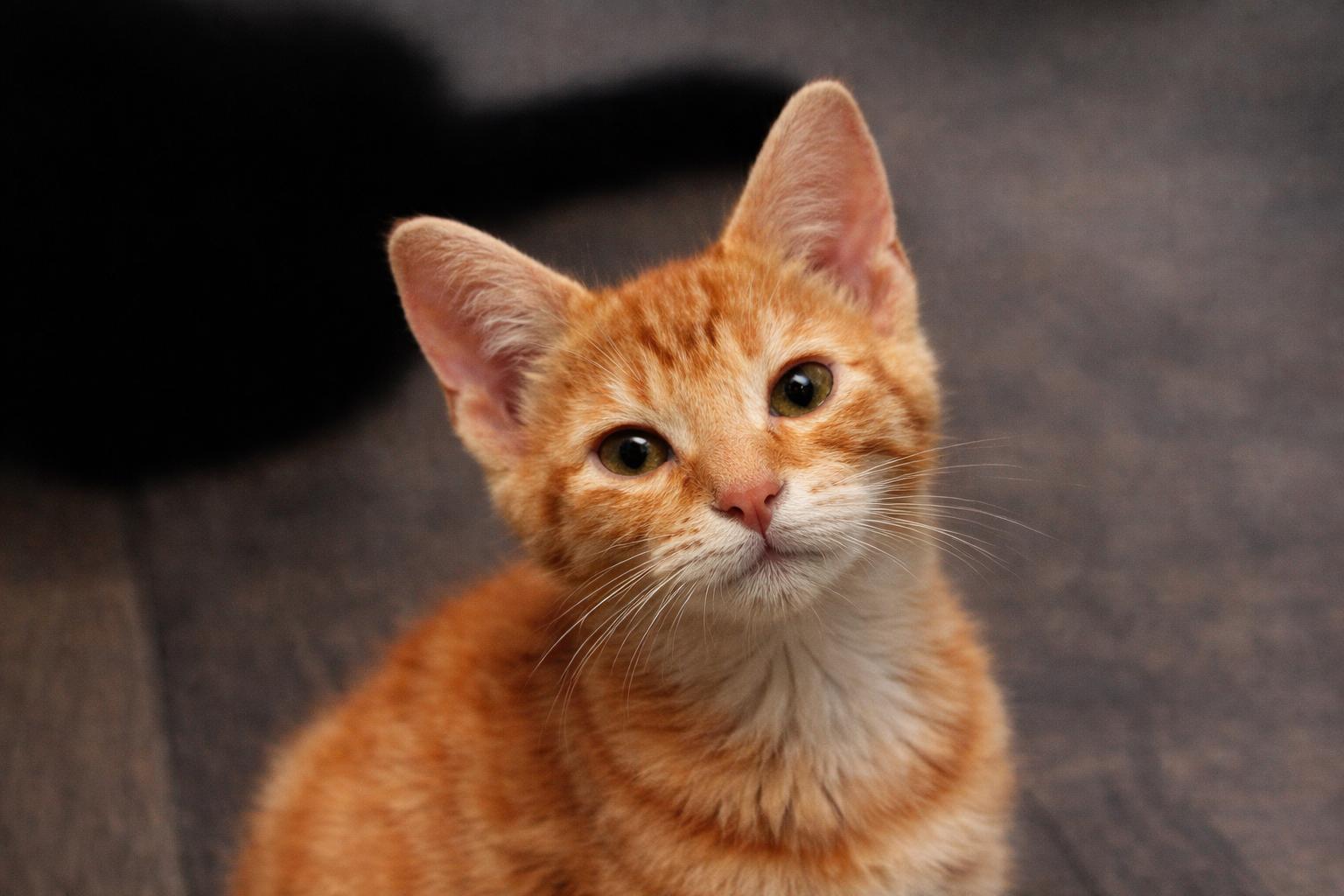 Enlarge Butterscotch, an adoptable mixed breed in Newington, GA image 3/3