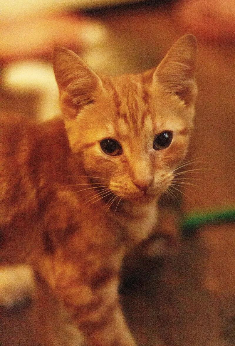 Enlarge Butterscotch, an adoptable mixed breed in Newington, GA image 2/3