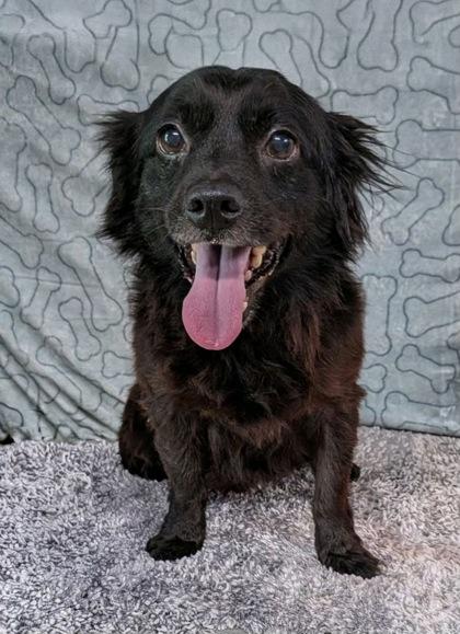Dang, Adoptable, Adult Male Chihuahua & Terrier.