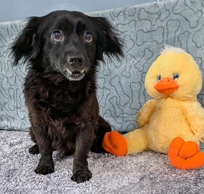 Dang, a Adoptable mixed breed in Houston, TX image 2/3