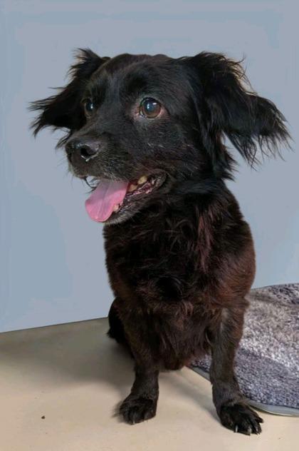Dang, a Adoptable mixed breed in Houston, TX image 3/3