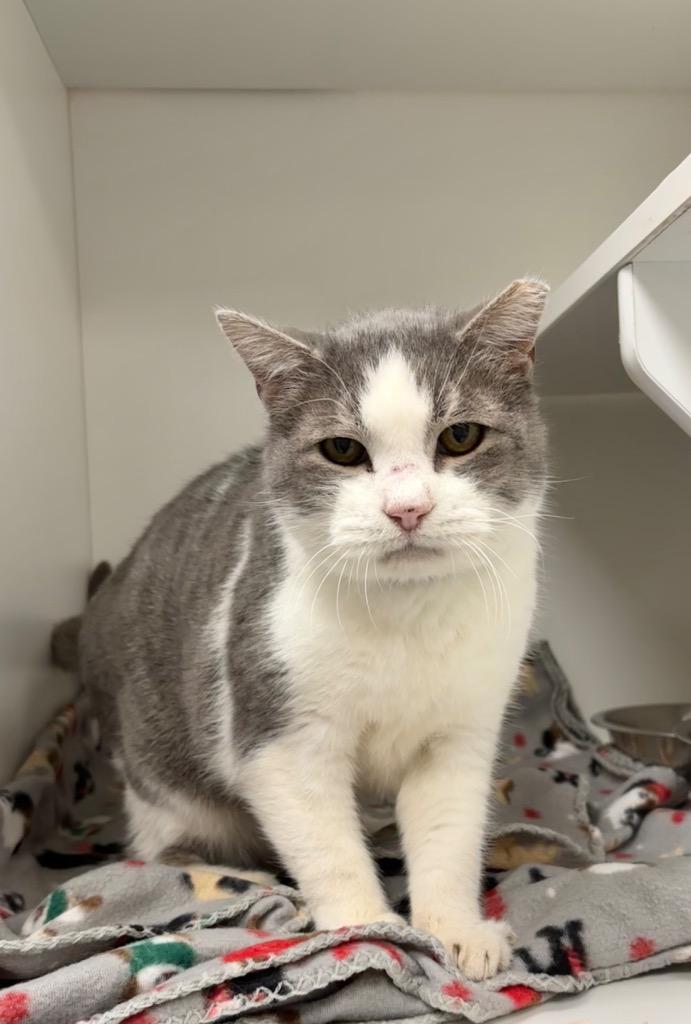 Ted, ADOPTABLE, Senior Male Domestic Short Hair.