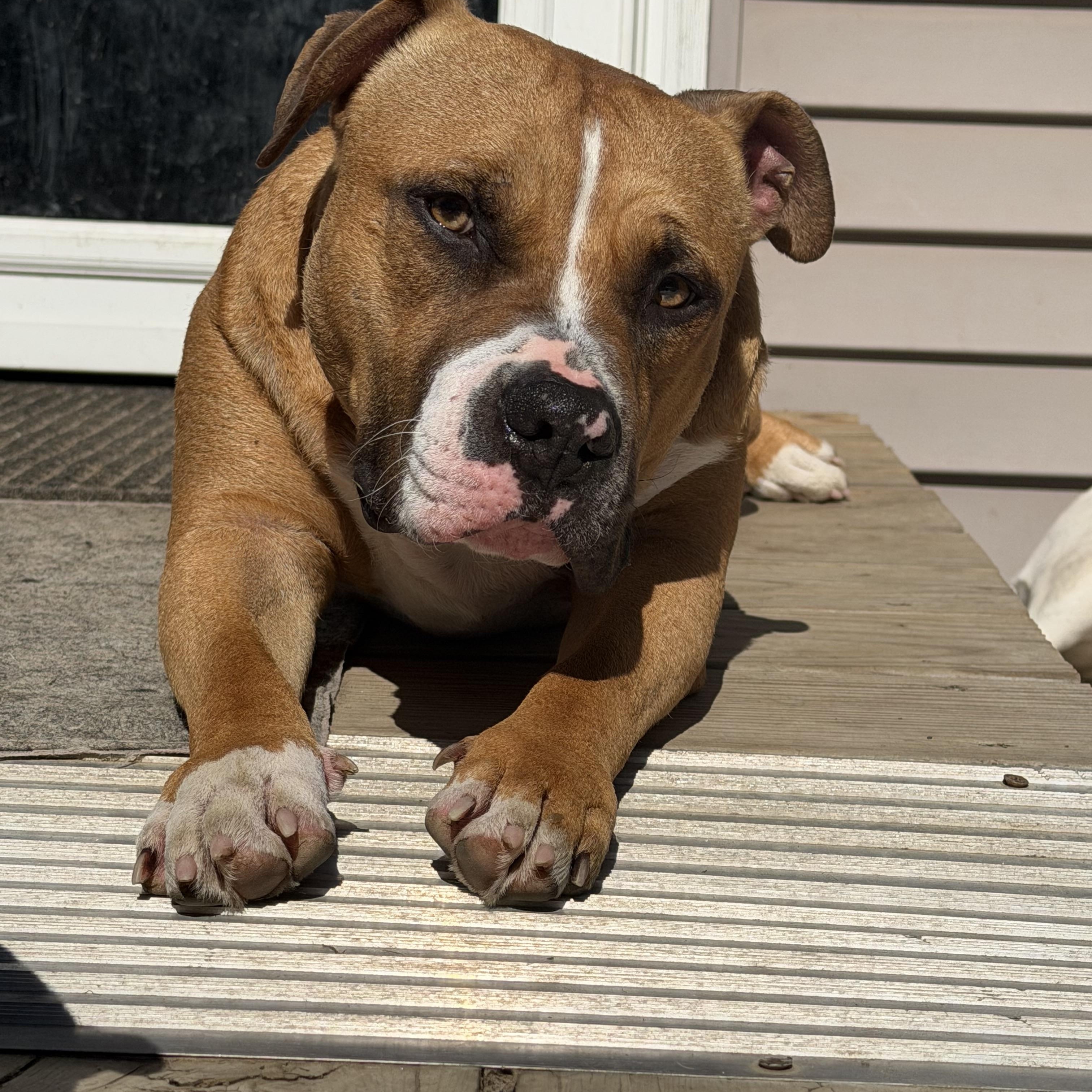 Sailor, an adoptable mixed breed in Pleasant Ridge, MI image 1/5