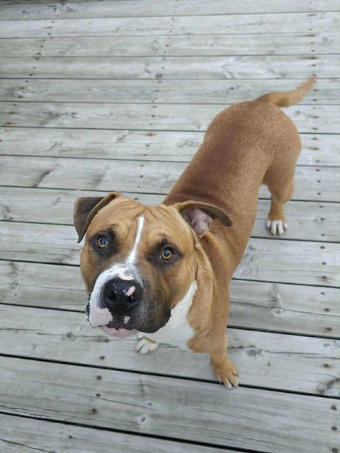 Sailor, a Adoptable mixed breed in Pleasant Ridge, MI image 2/6