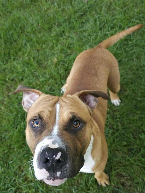 Sailor, a Adoptable mixed breed in Pleasant Ridge, MI image 3/6