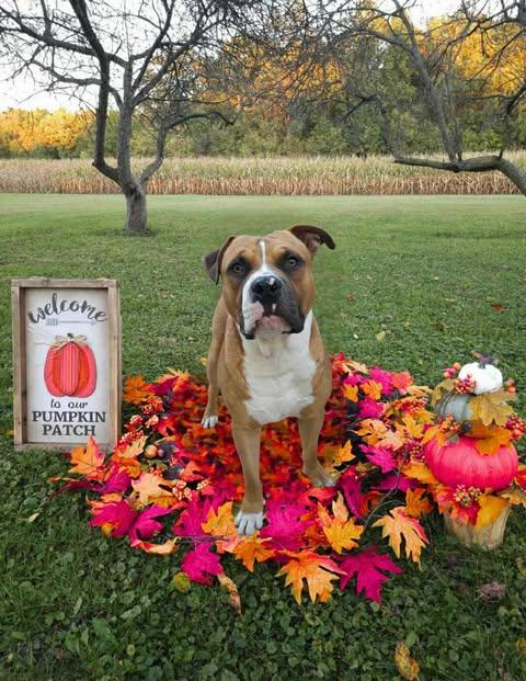 Sailor, a Adoptable mixed breed in Pleasant Ridge, MI image 4/6