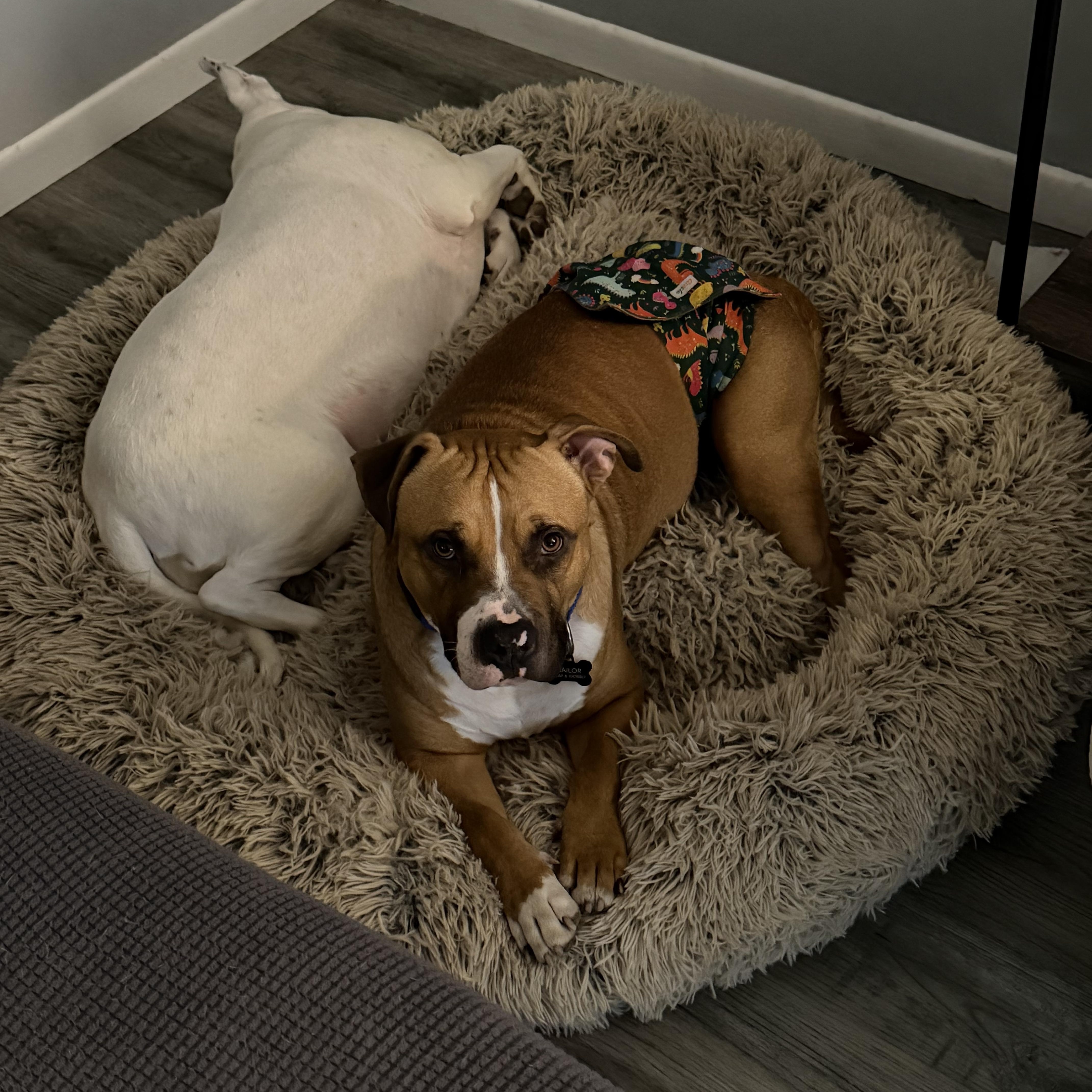 Enlarge Sailor, an adoptable mixed breed in Pleasant Ridge, MI image 3/6