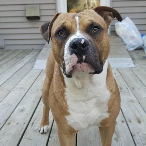 Sailor, Adoptable, Adult Male Mixed Breed.