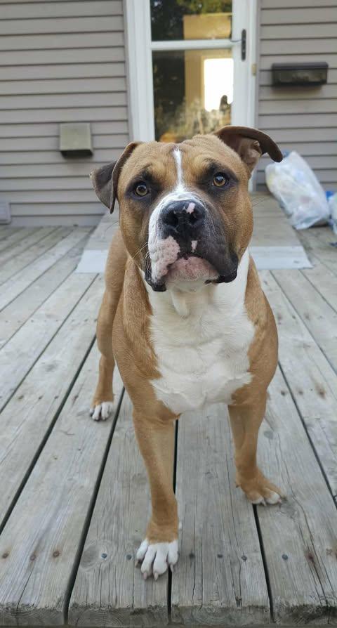 Sailor, a Adoptable mixed breed in Pleasant Ridge, MI image 5/6