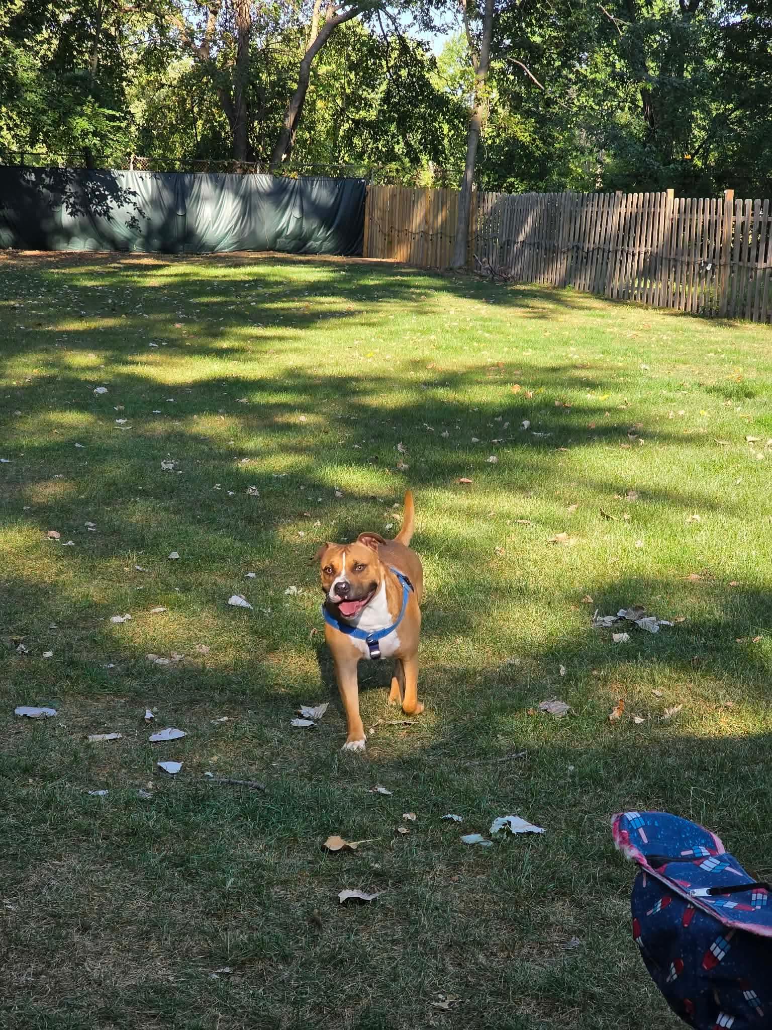 Enlarge Sailor, a Adopted mixed breed in Pleasant Ridge, MI image 5/6