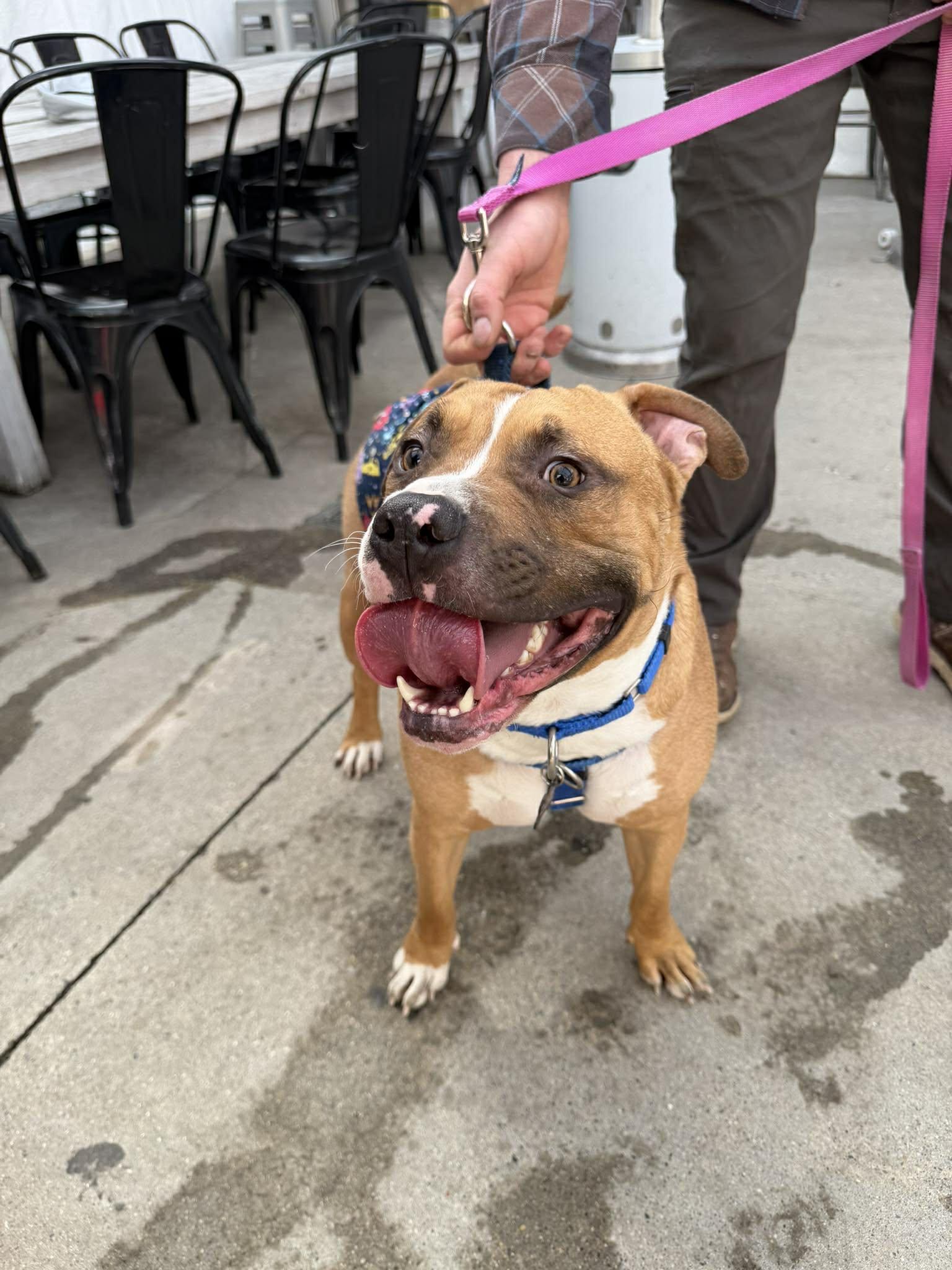 Enlarge Sailor, an adoptable mixed breed in Pleasant Ridge, MI image 4/6