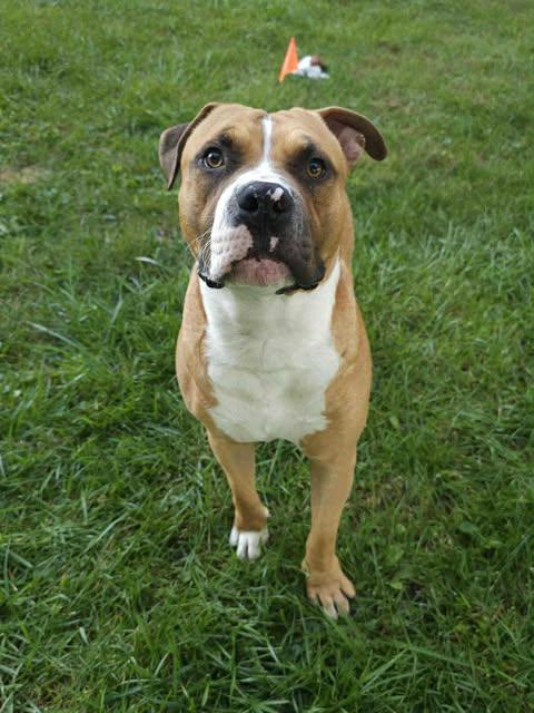 Sailor, a Adoptable mixed breed in Pleasant Ridge, MI image 6/6