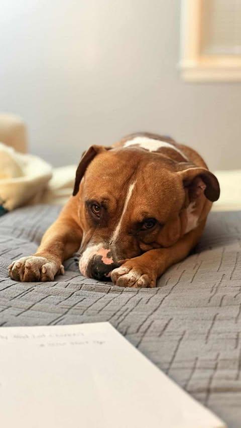 Sailor, Adoptable, Adult Male Mixed Breed.