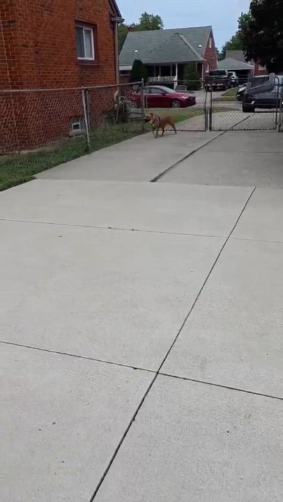 Enlarge Sailor, a Adopted mixed breed in Pleasant Ridge, MI video 6/6
