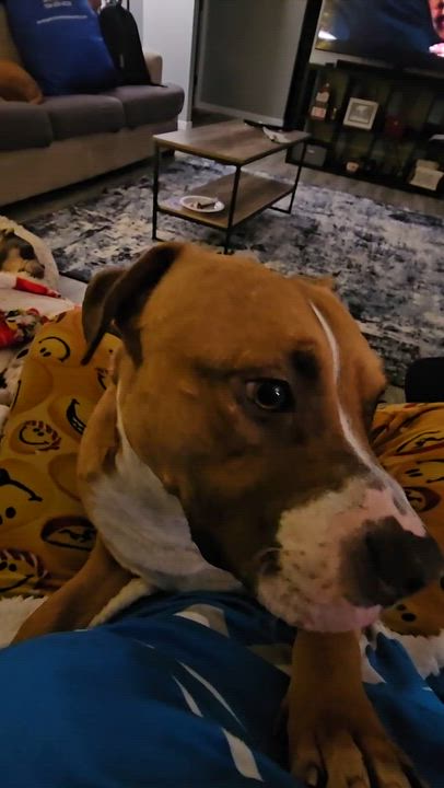 Enlarge Sailor, an adoptable mixed breed in Pleasant Ridge, MI video 5/6