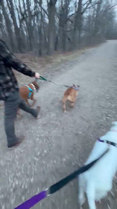 Enlarge Sailor, an adoptable mixed breed in Pleasant Ridge, MI video 6/6