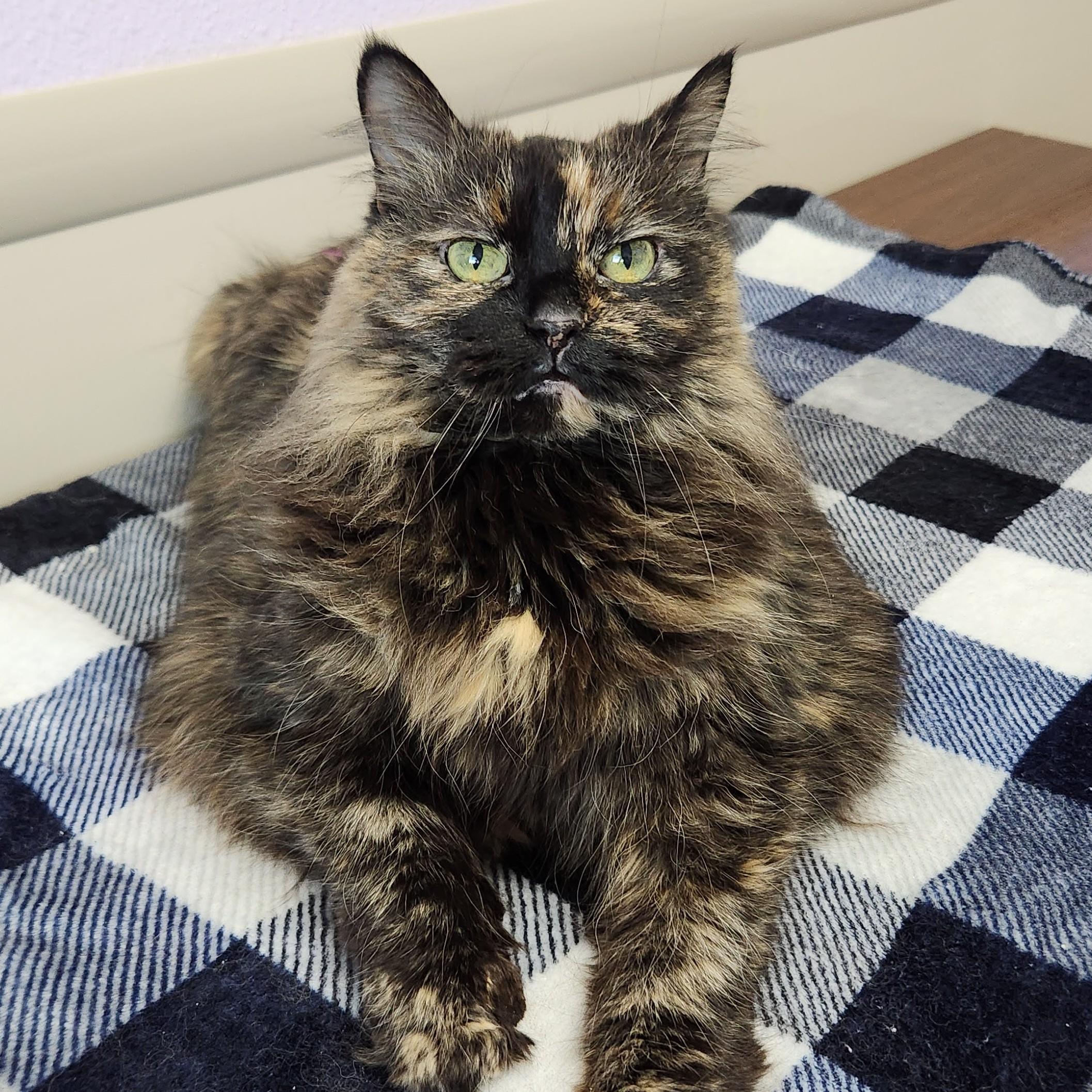 Enlarge Fancy, an adopted Tortoiseshell in Marshfield, WI image 3/4