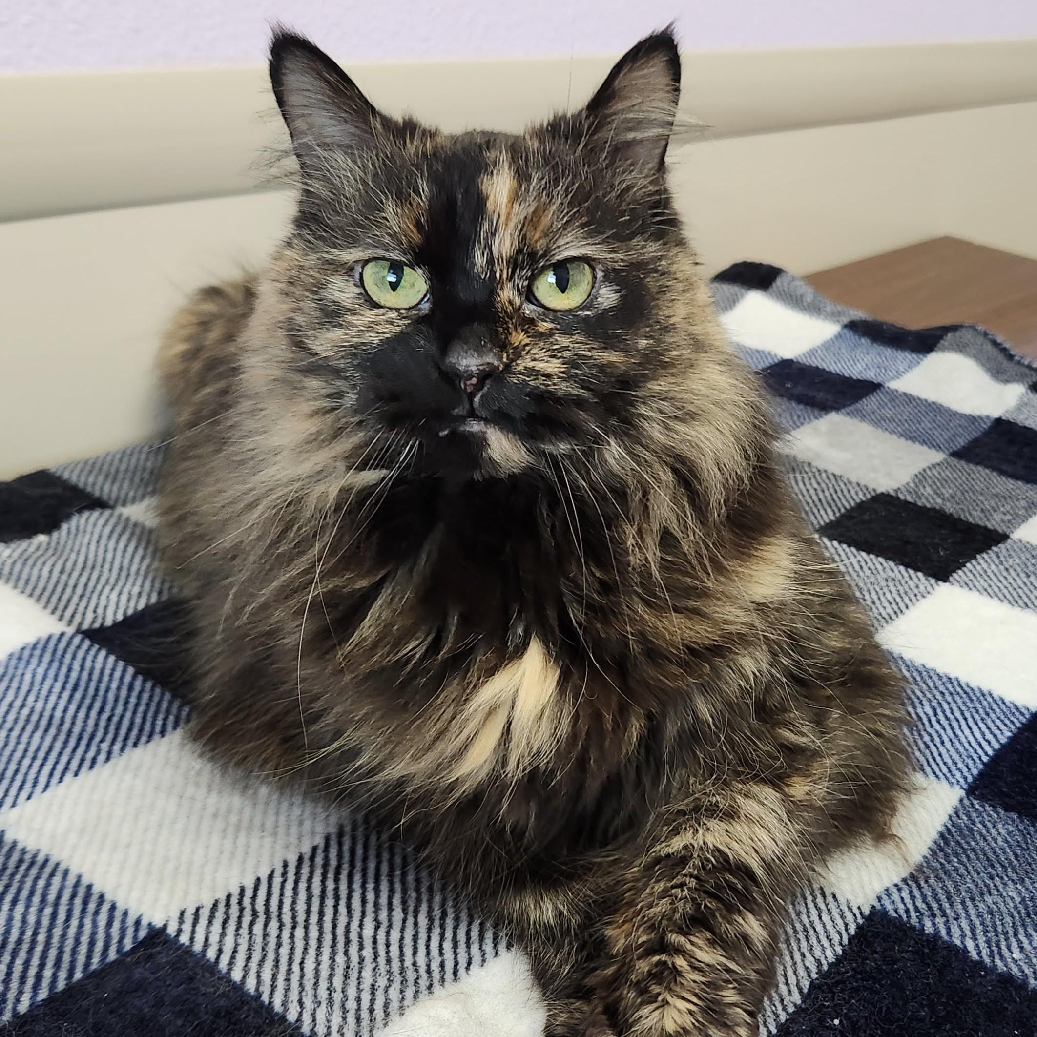 Enlarge Fancy, an adopted Tortoiseshell in Marshfield, WI image 2/4
