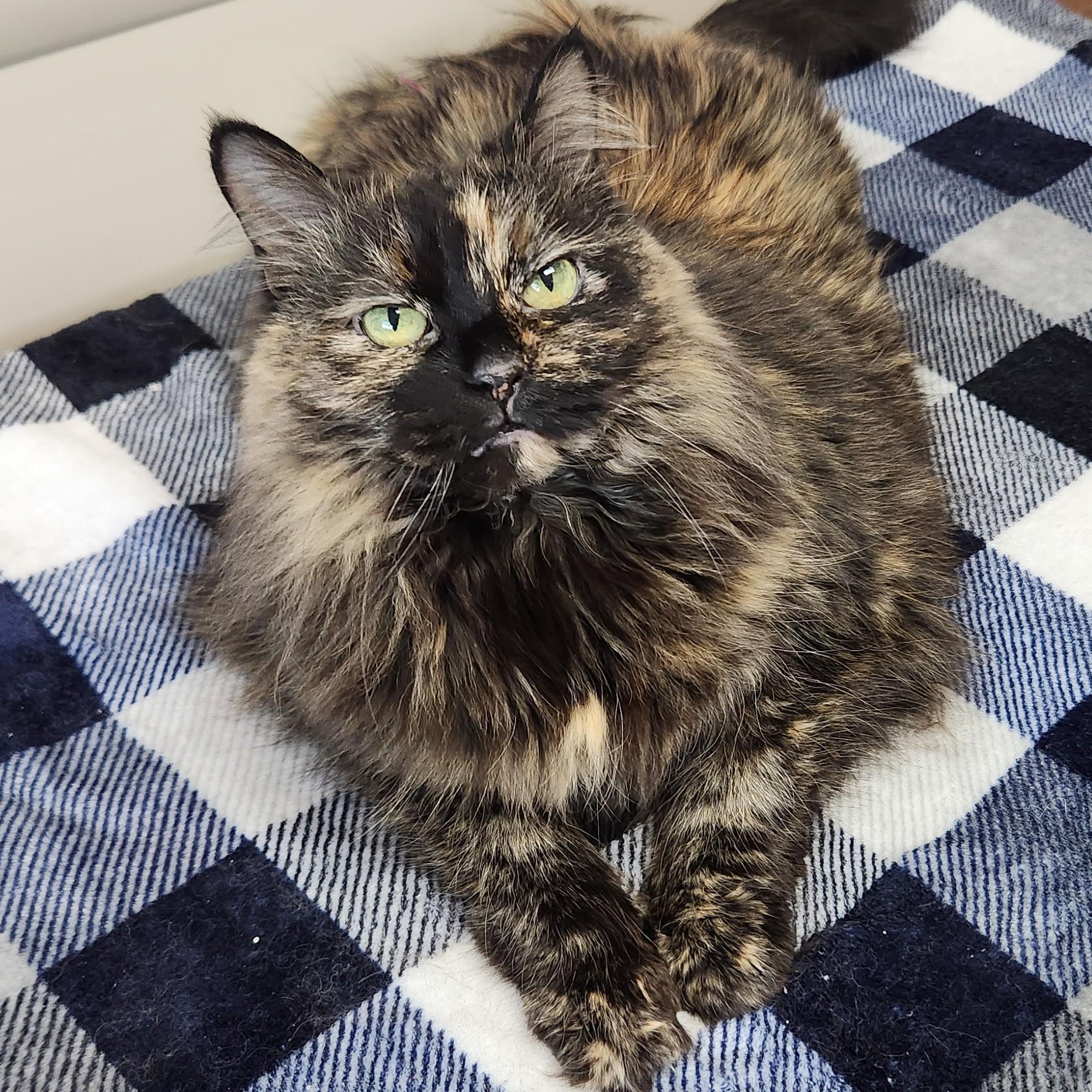 Fancy, adopted, Senior Female Tortoiseshell.