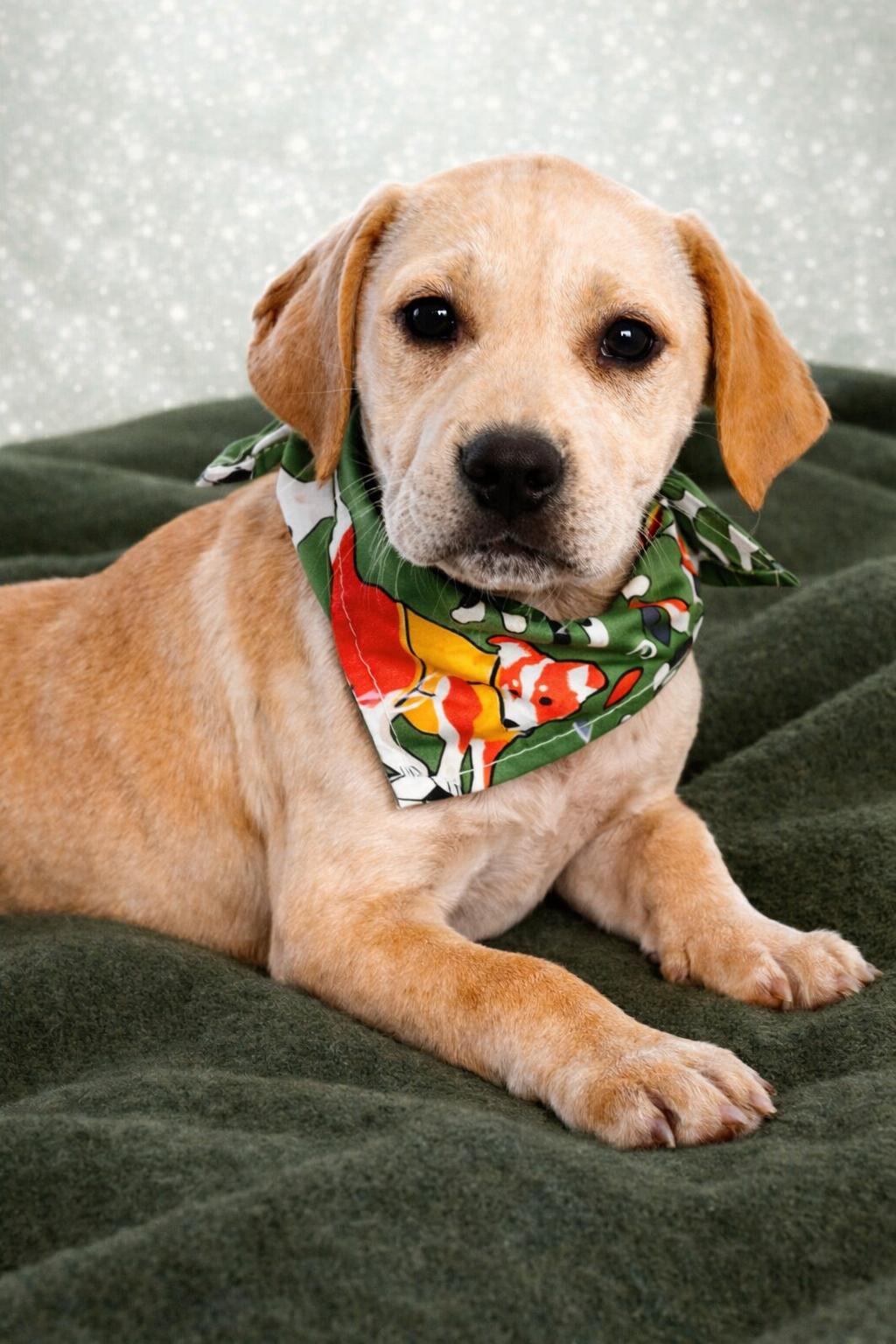 Enlarge  BRINK, an adopted mixed breed in Jacksonville, FL image 2/2