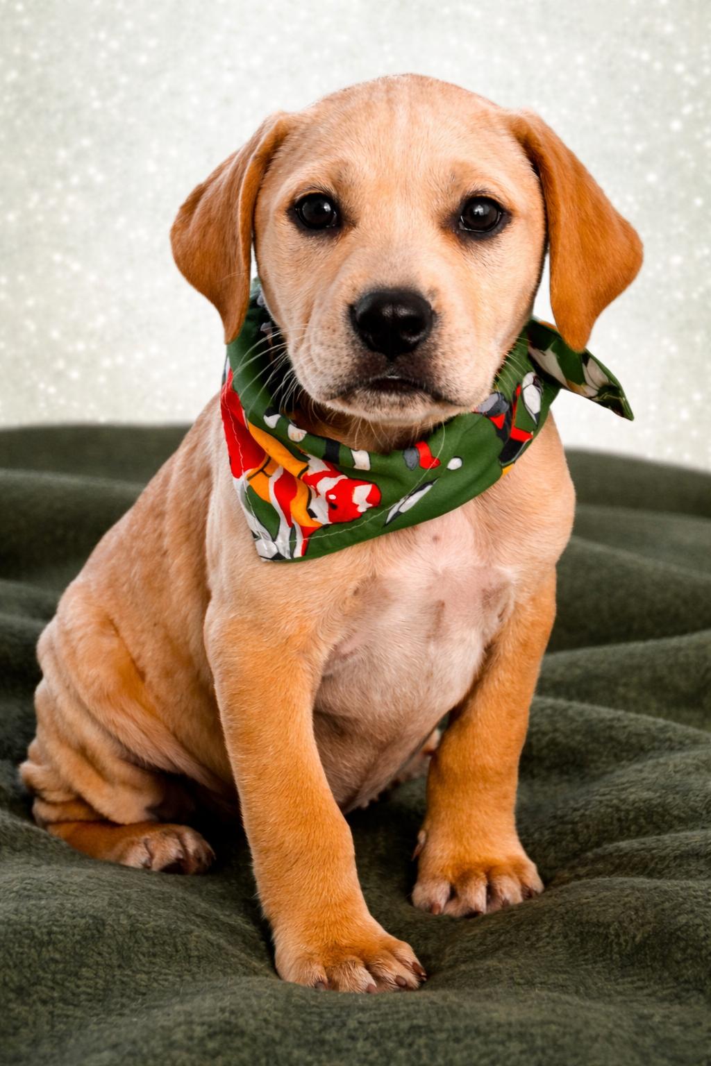  BRINK, adopted, Puppy Male Labrador Retriever & Treeing Walker Coonhound.