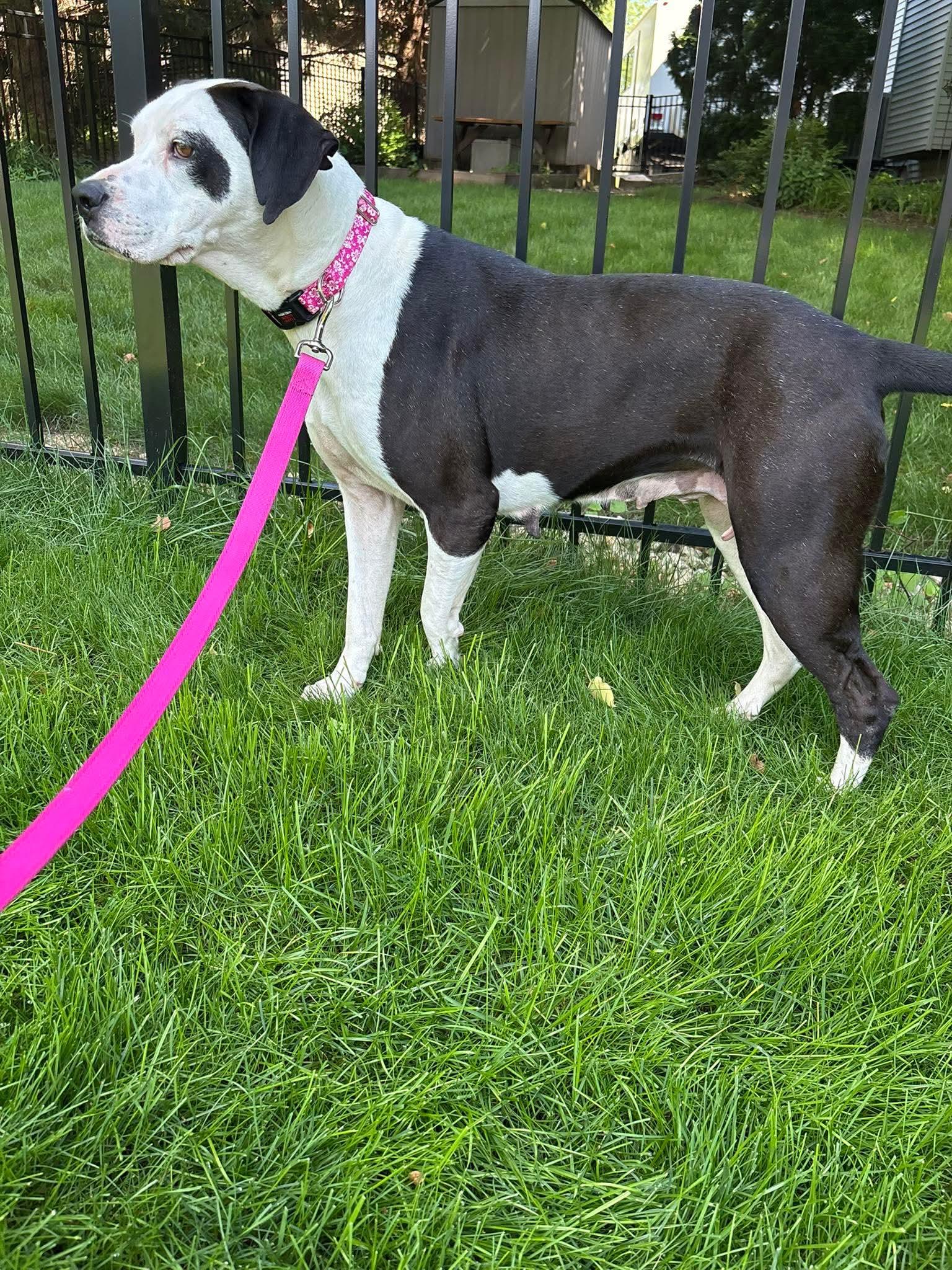 Buttons, Adoptable, Adult Female Great Dane & Labrador Retriever.