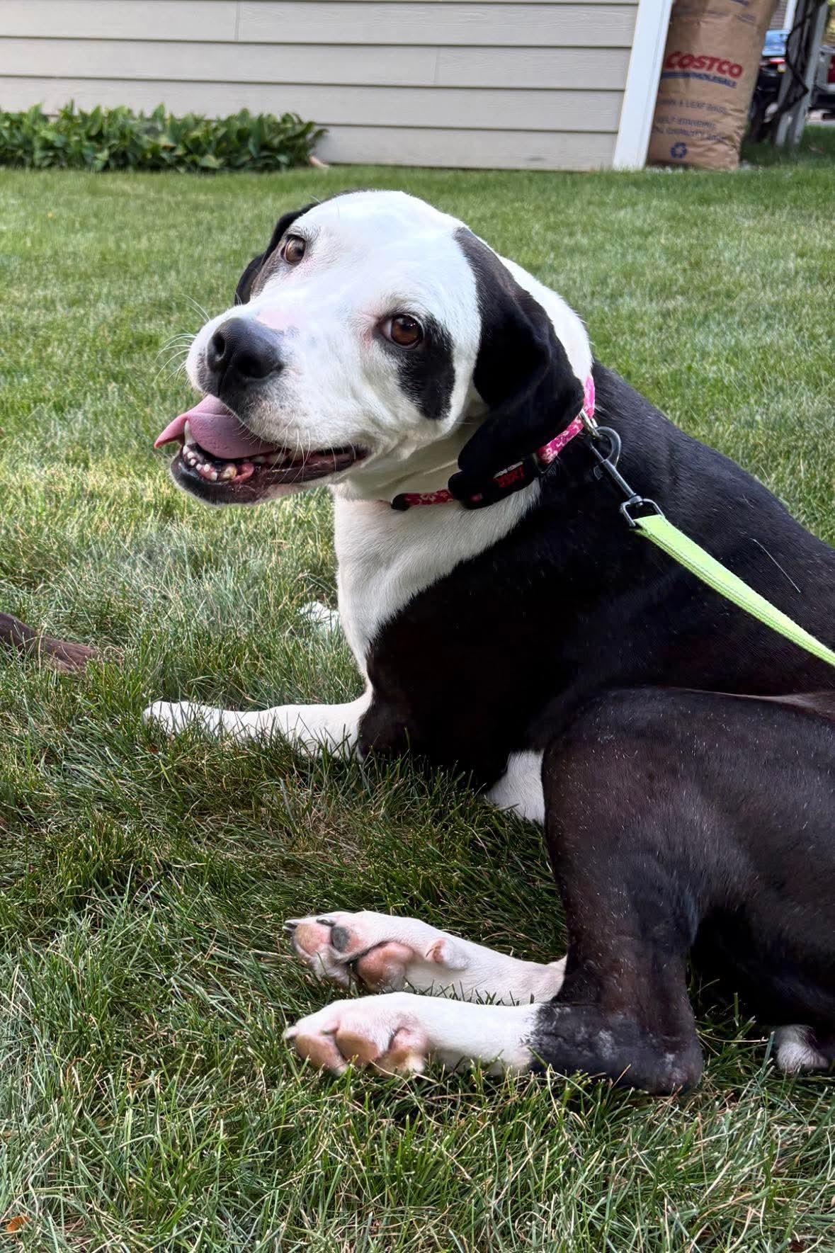 Enlarge Buttons, a Adoptable mixed breed in Elgin, IL image 2/2