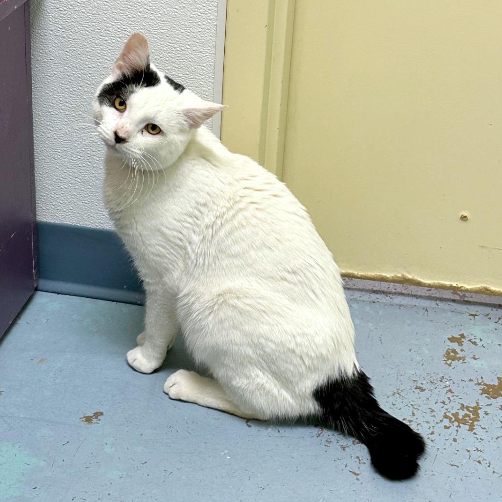 Enlarge Angus, a Adoptable mixed breed in Woodinville, WA image 1/6