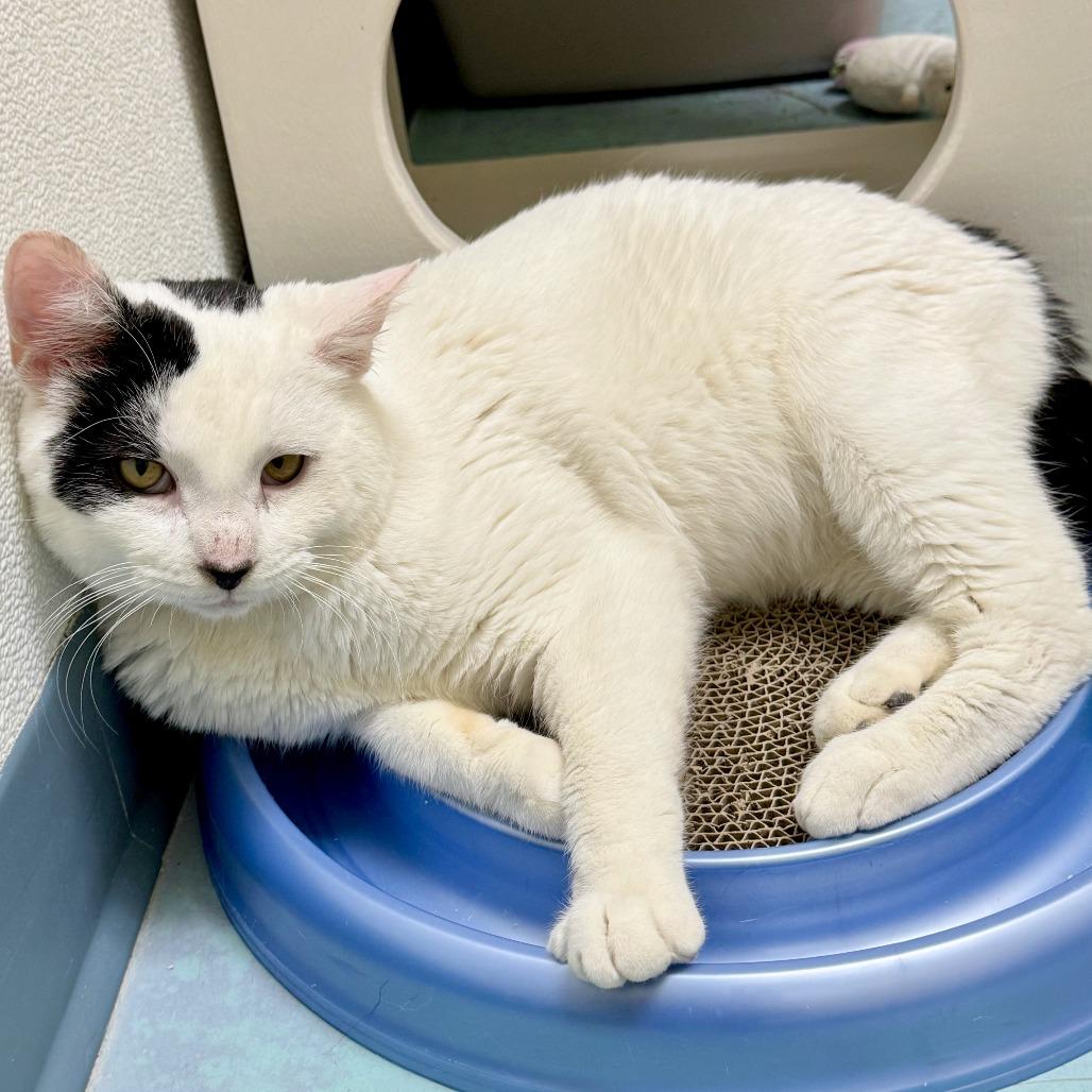 Enlarge Angus, a Adoptable mixed breed in Woodinville, WA image 4/6