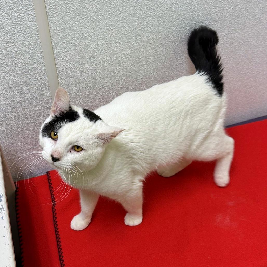 Enlarge Angus, a Adoptable mixed breed in Woodinville, WA image 6/6