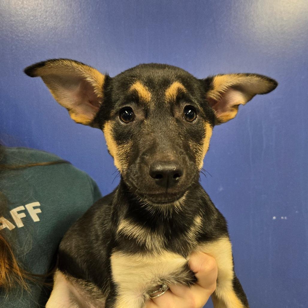 CT Nebula avail Dec 21 (Cropley's Garden- Bolton, CT), Adoptable, Puppy Female Catahoula Leopard Dog.