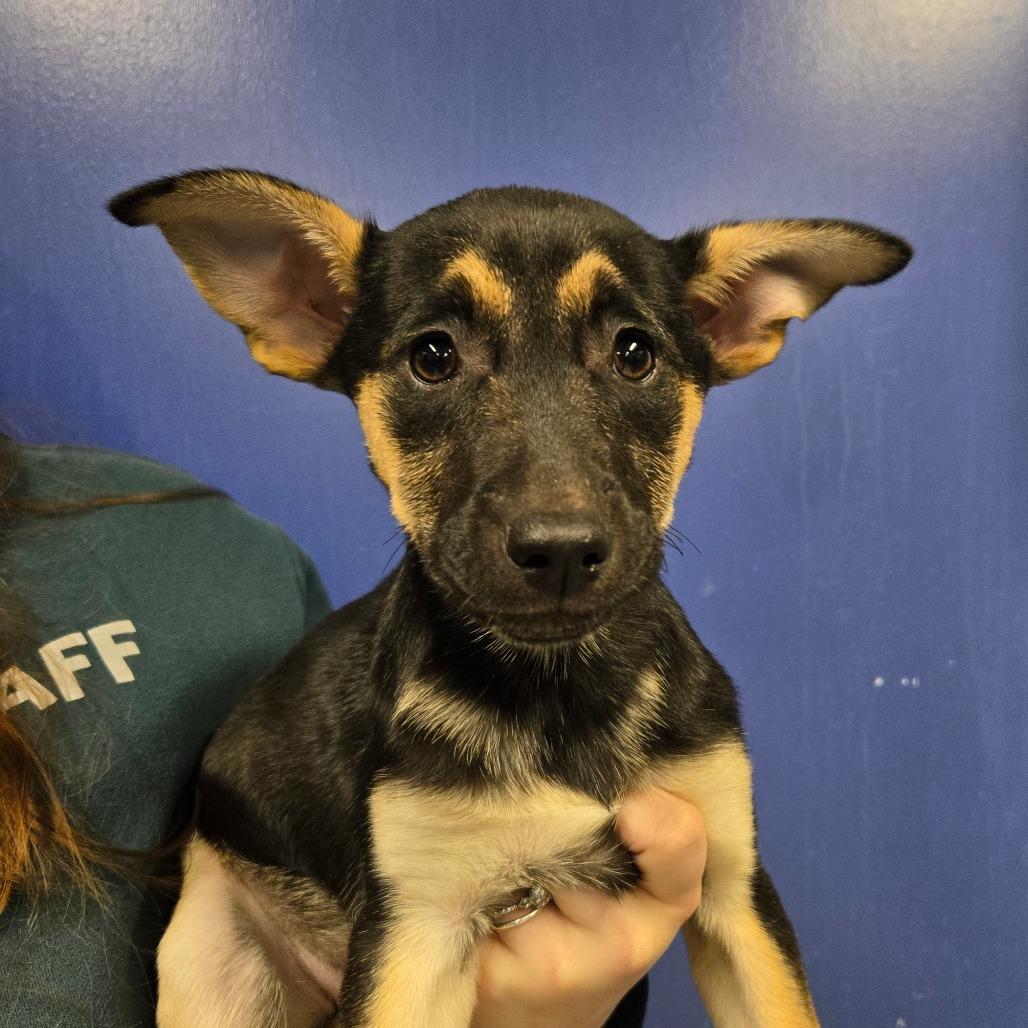 Enlarge CT Nebula avail Dec 21 (Cropley's Garden- Bolton, CT), a Adoptable mixed breed in Eastford, CT image 2/3