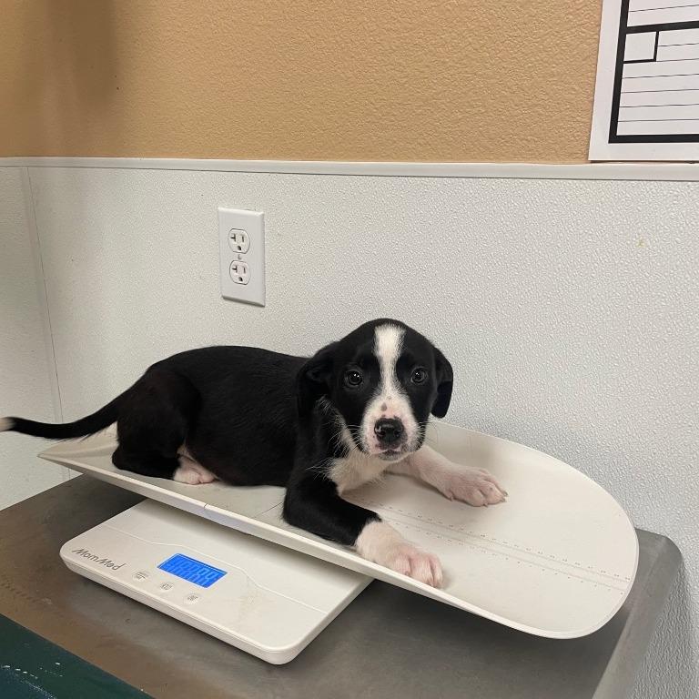 Enlarge Tinsel, a Adoptable mixed breed in Fulton, TX image 2/4