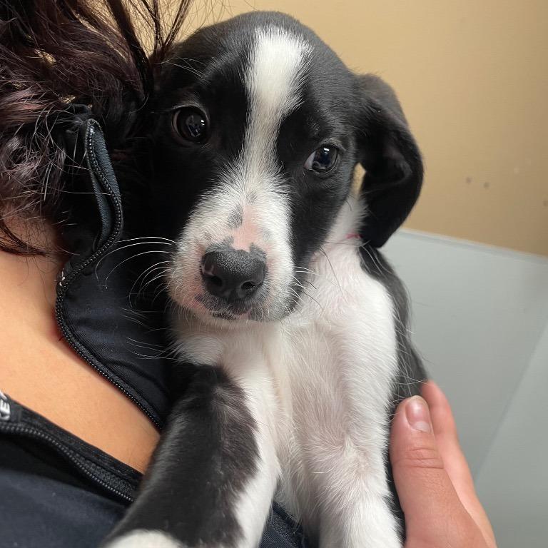 Enlarge Tinsel, a Adoptable mixed breed in Fulton, TX image 3/4