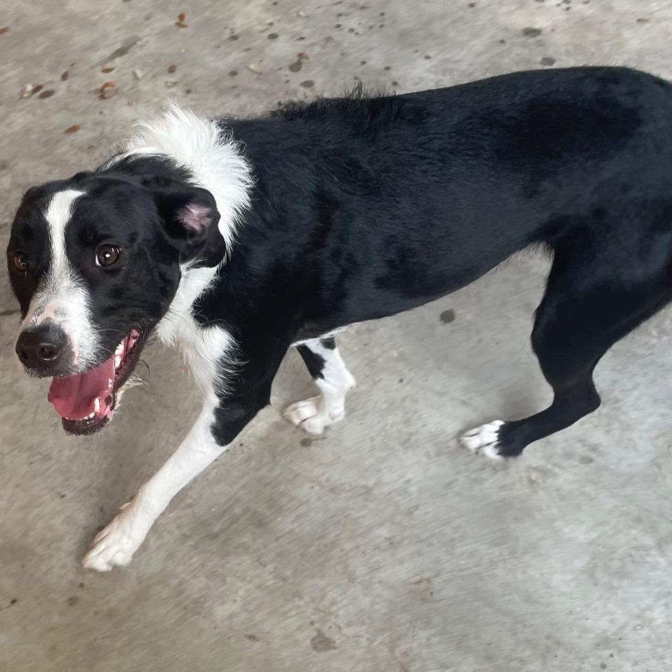 Enlarge Tinsel, a Adoptable mixed breed in Fulton, TX image 4/4