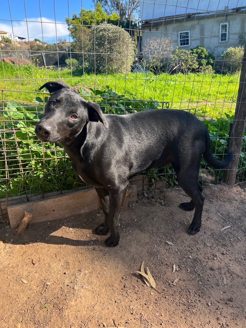 Grace Kelly, Adopted, Young Female Labrador Retriever & Terrier.