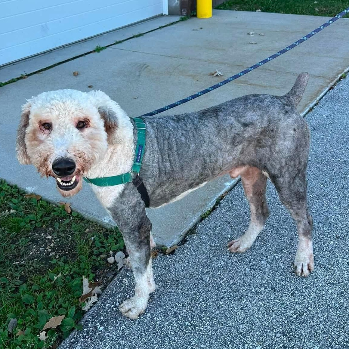 Theo- Foster Home Needed, Adoptable, Young Male Sheep Dog & Poodle.