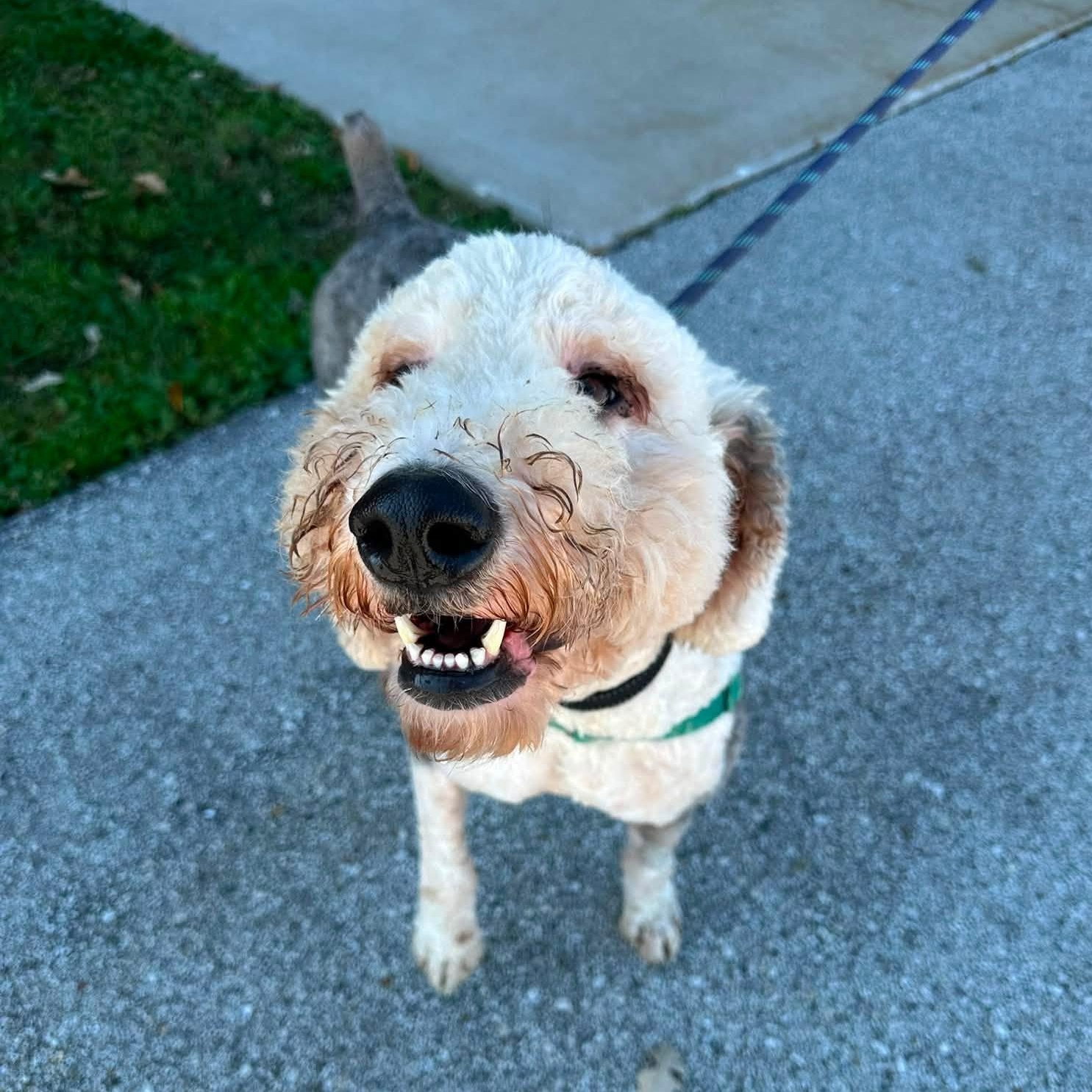 Enlarge Theo- Foster Home Needed, a Adopted mixed breed in Hartland, WI image 4/5