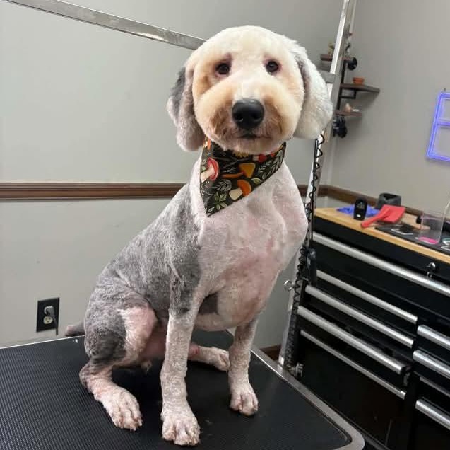 Enlarge Theo- Foster Home Needed, a Adopted mixed breed in Hartland, WI image 5/5