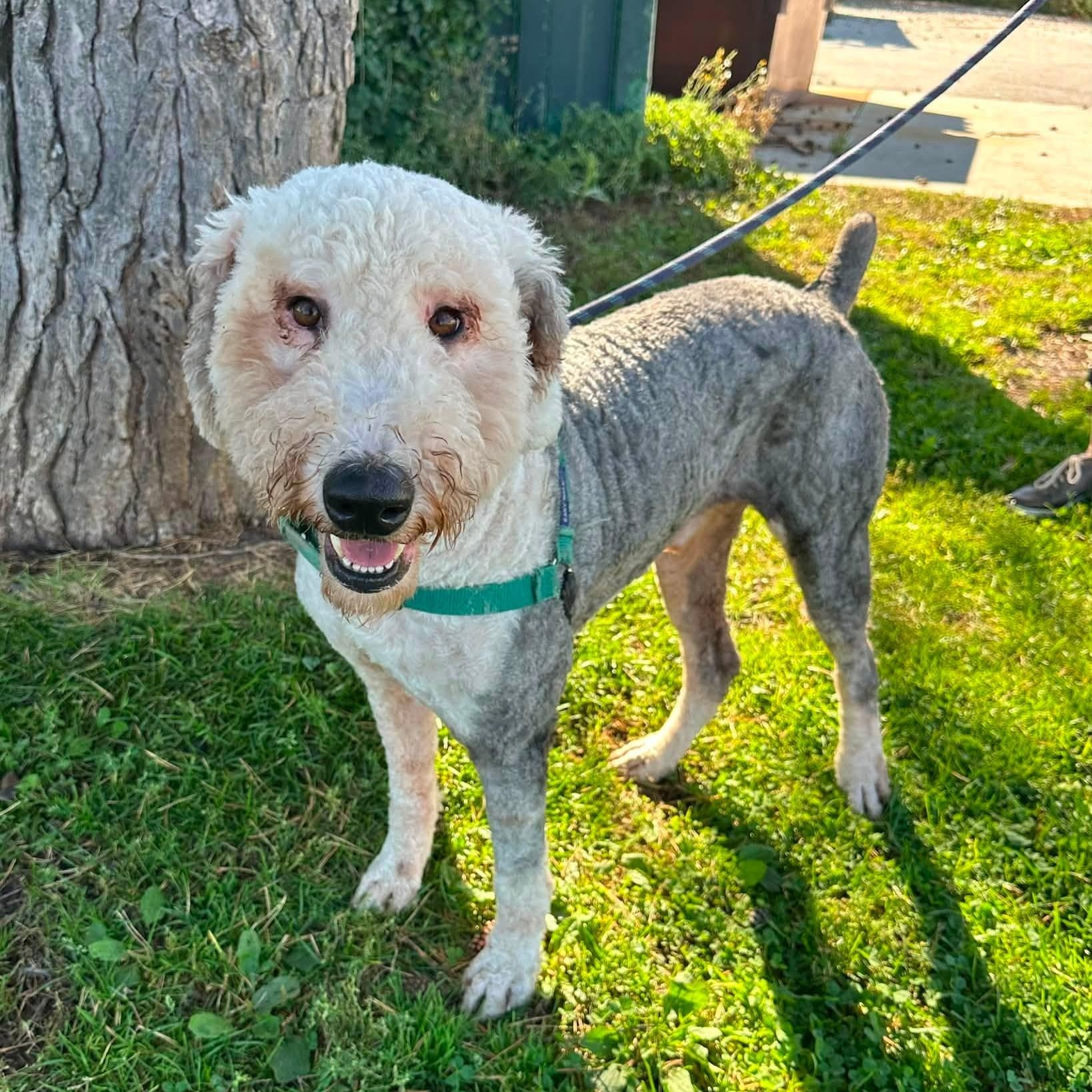 Enlarge Theo- Foster Home Needed, a Adopted mixed breed in Hartland, WI image 3/5