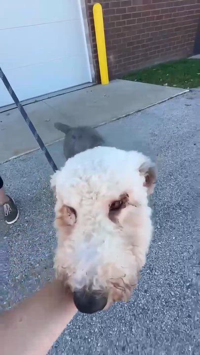 Enlarge Theo- Foster Home Needed, a Adopted mixed breed in Hartland, WI video 2/5