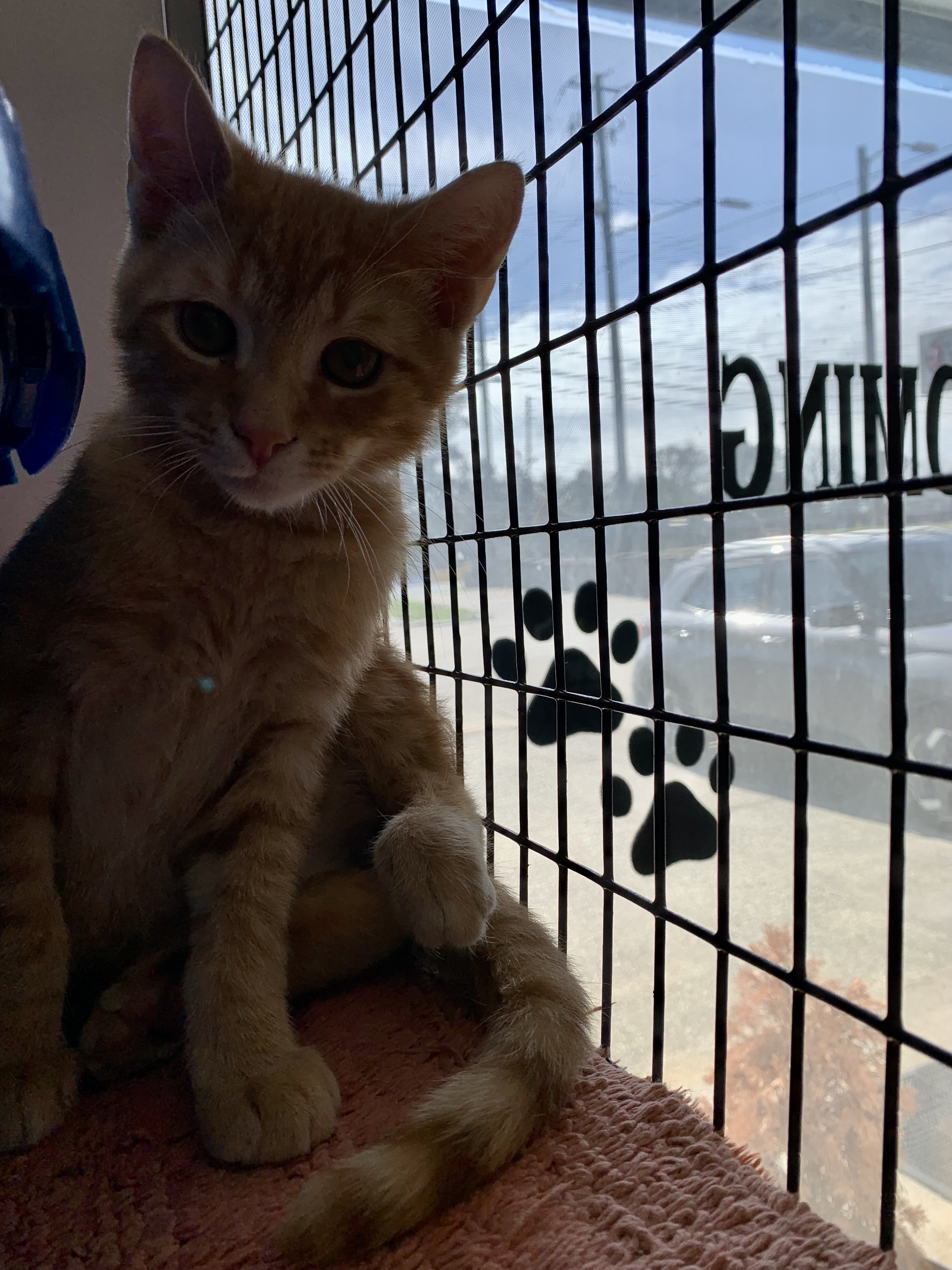 Enlarge Luca, a Adoptable Domestic Short Hair in Auburn, AL image 1/1