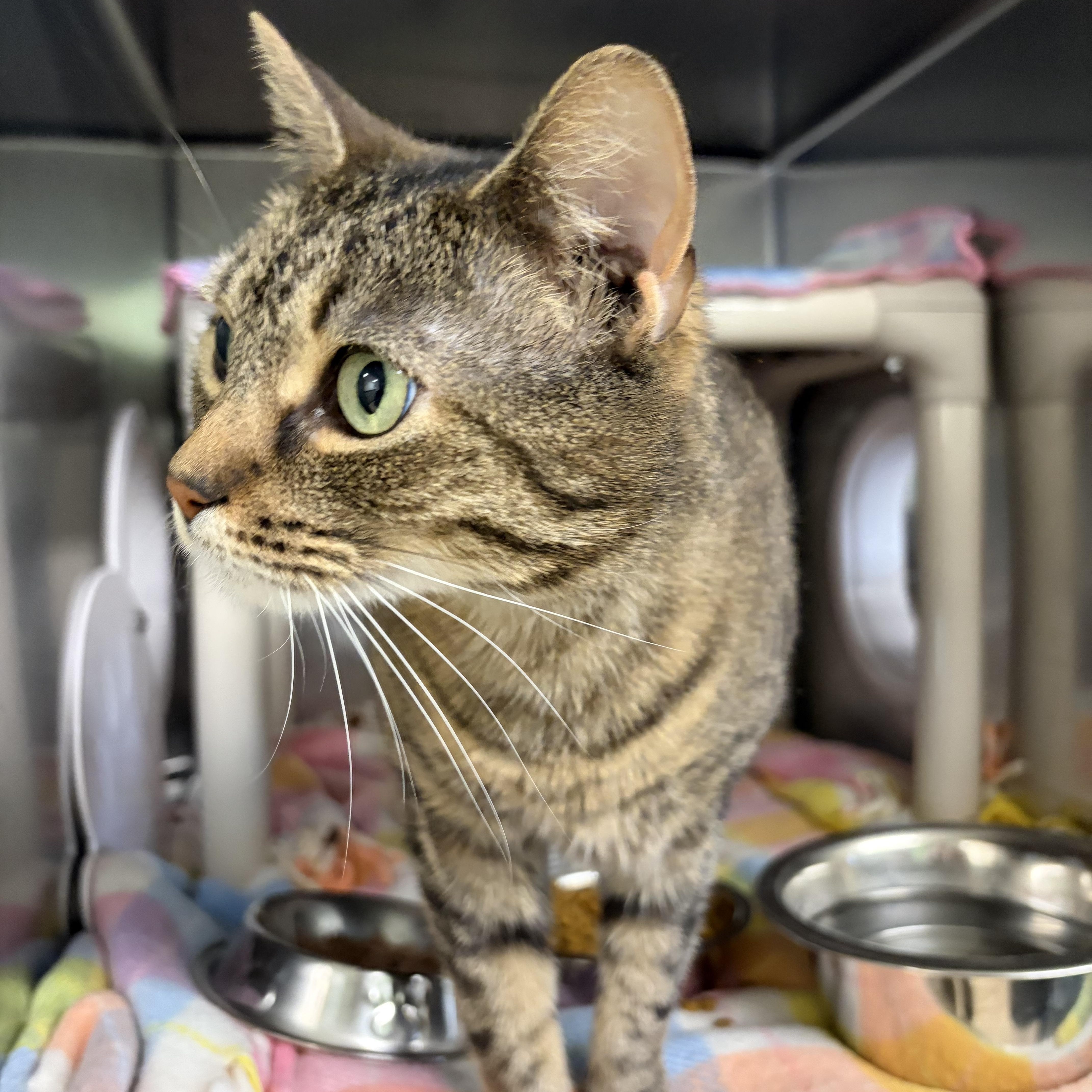 Enlarge Nudge, a ADOPTABLE Domestic Short Hair in Syracuse, NY image 2/2