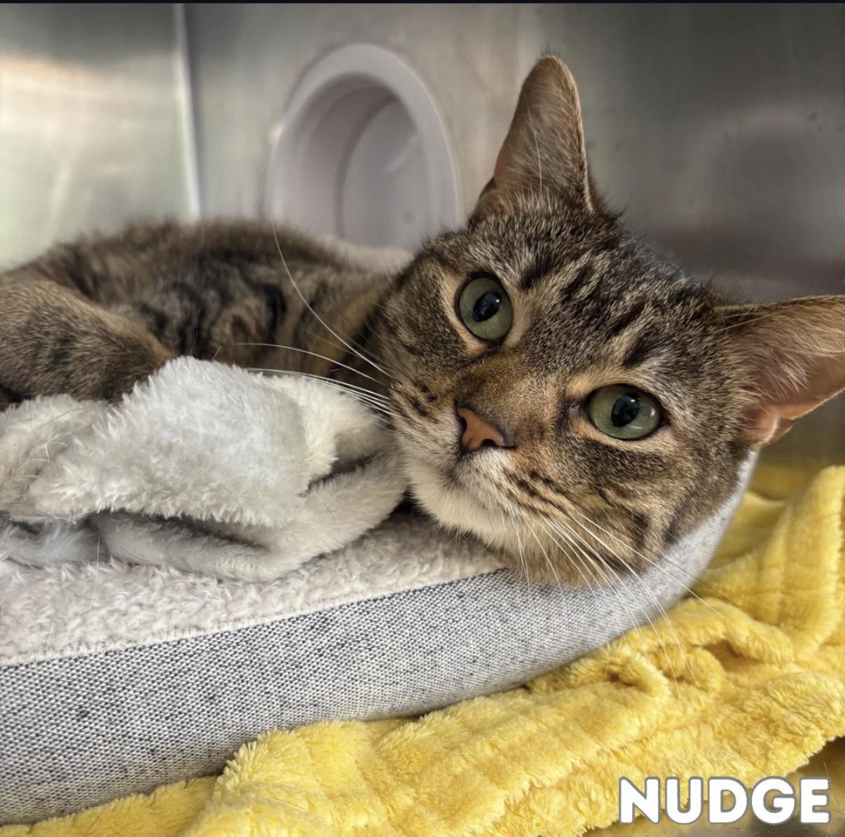 Enlarge Nudge, a ADOPTABLE Domestic Short Hair in Syracuse, NY image 1/2