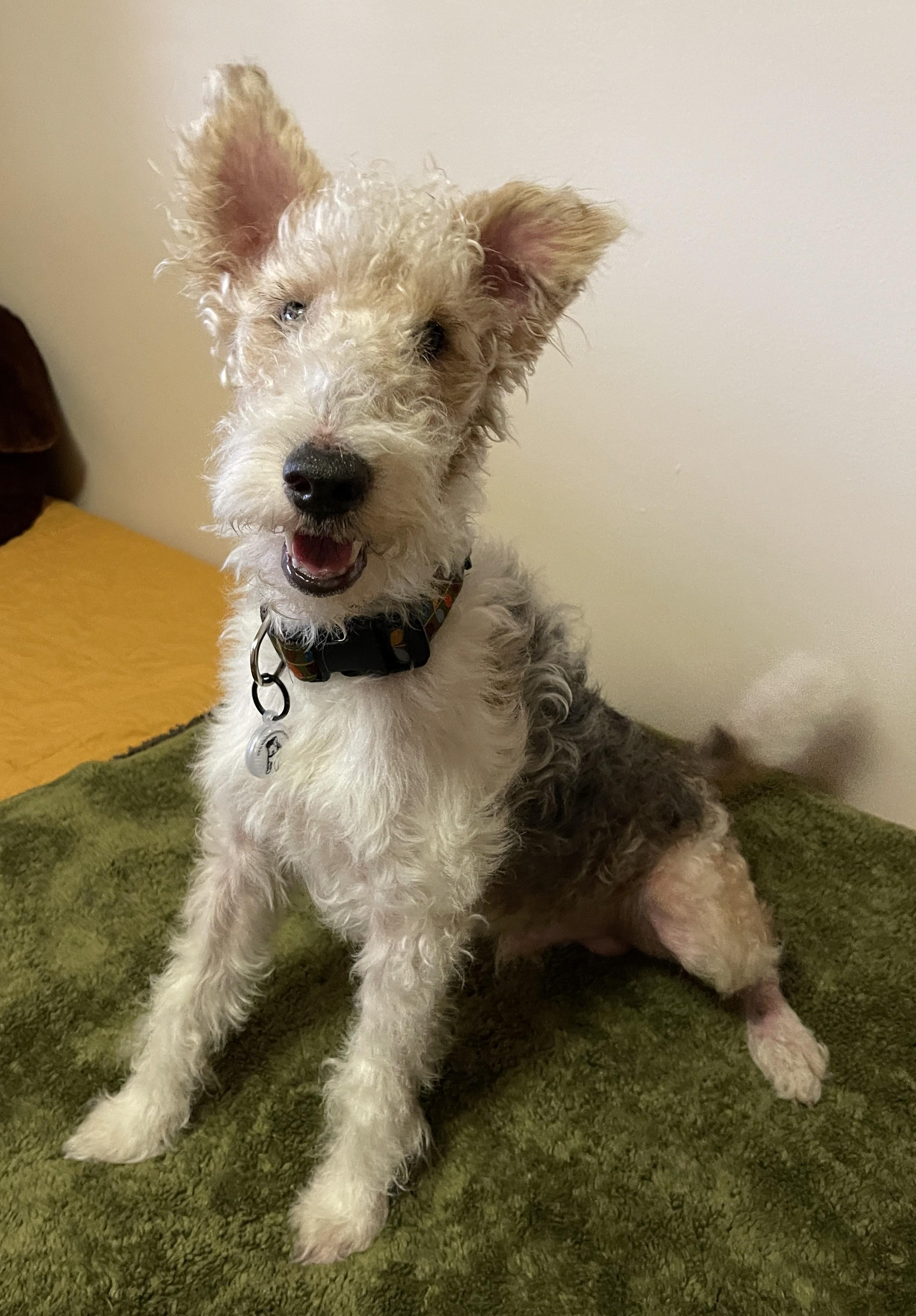 Enlarge LENNY, an adopted Wire Fox Terrier in Mokena, IL image 6/6