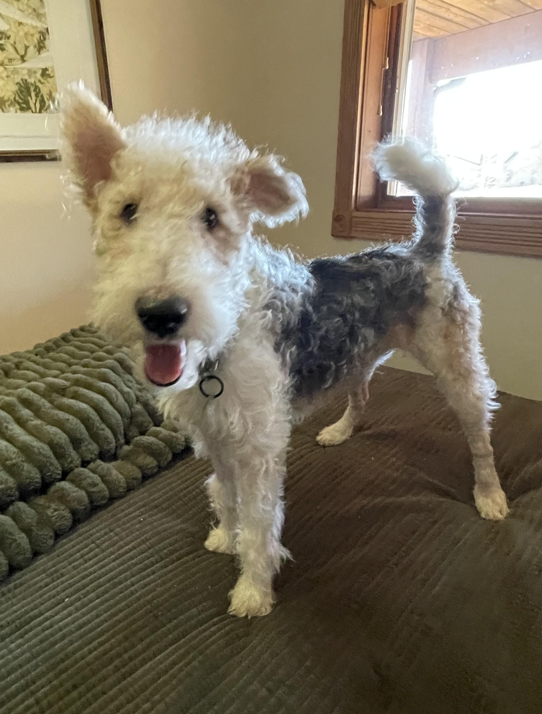 Enlarge LENNY, an adopted Wire Fox Terrier in Mokena, IL image 2/6