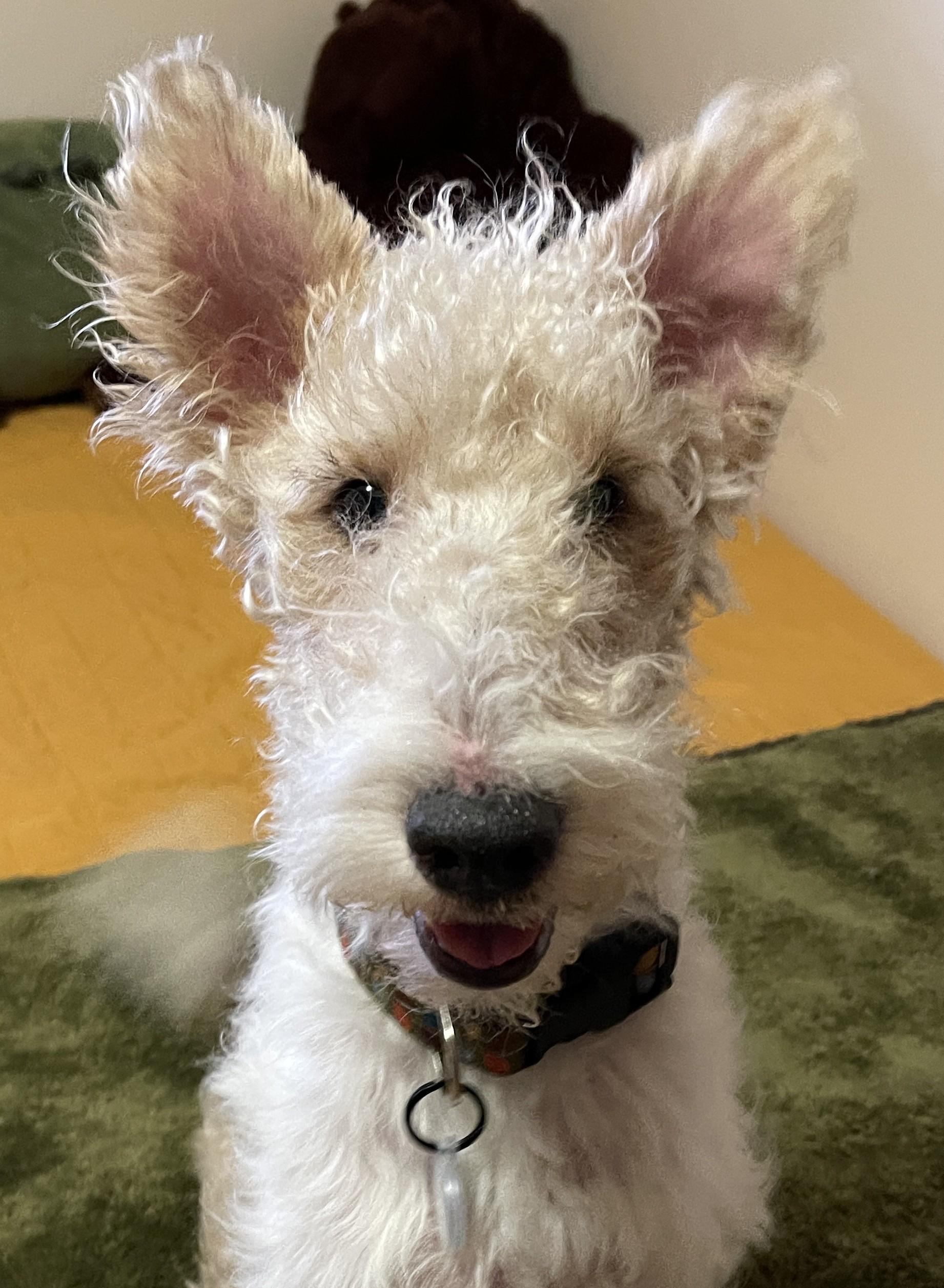 LENNY, adopted, Young Male Wire Fox Terrier.