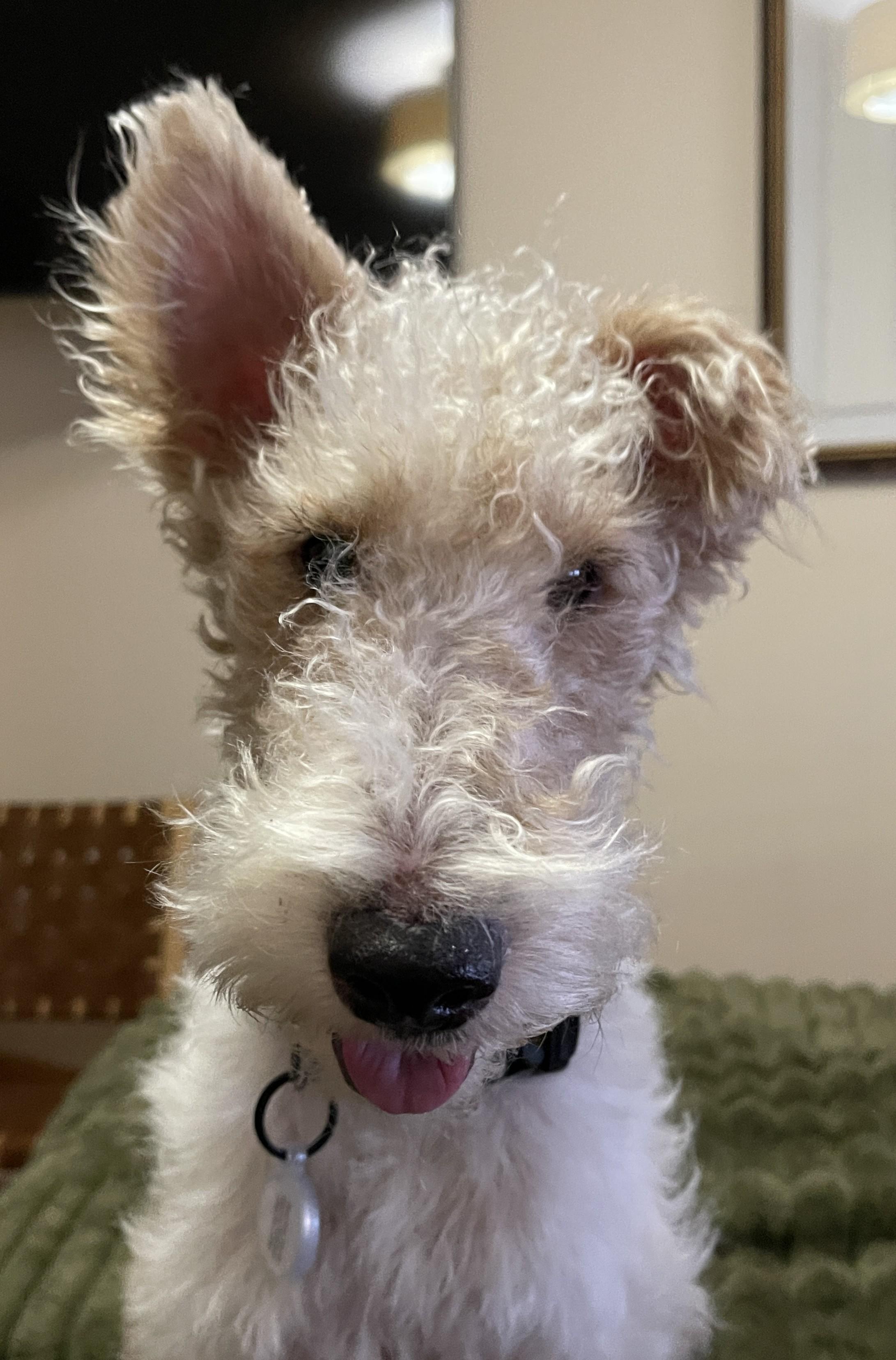 Enlarge LENNY, an adopted Wire Fox Terrier in Mokena, IL image 5/6