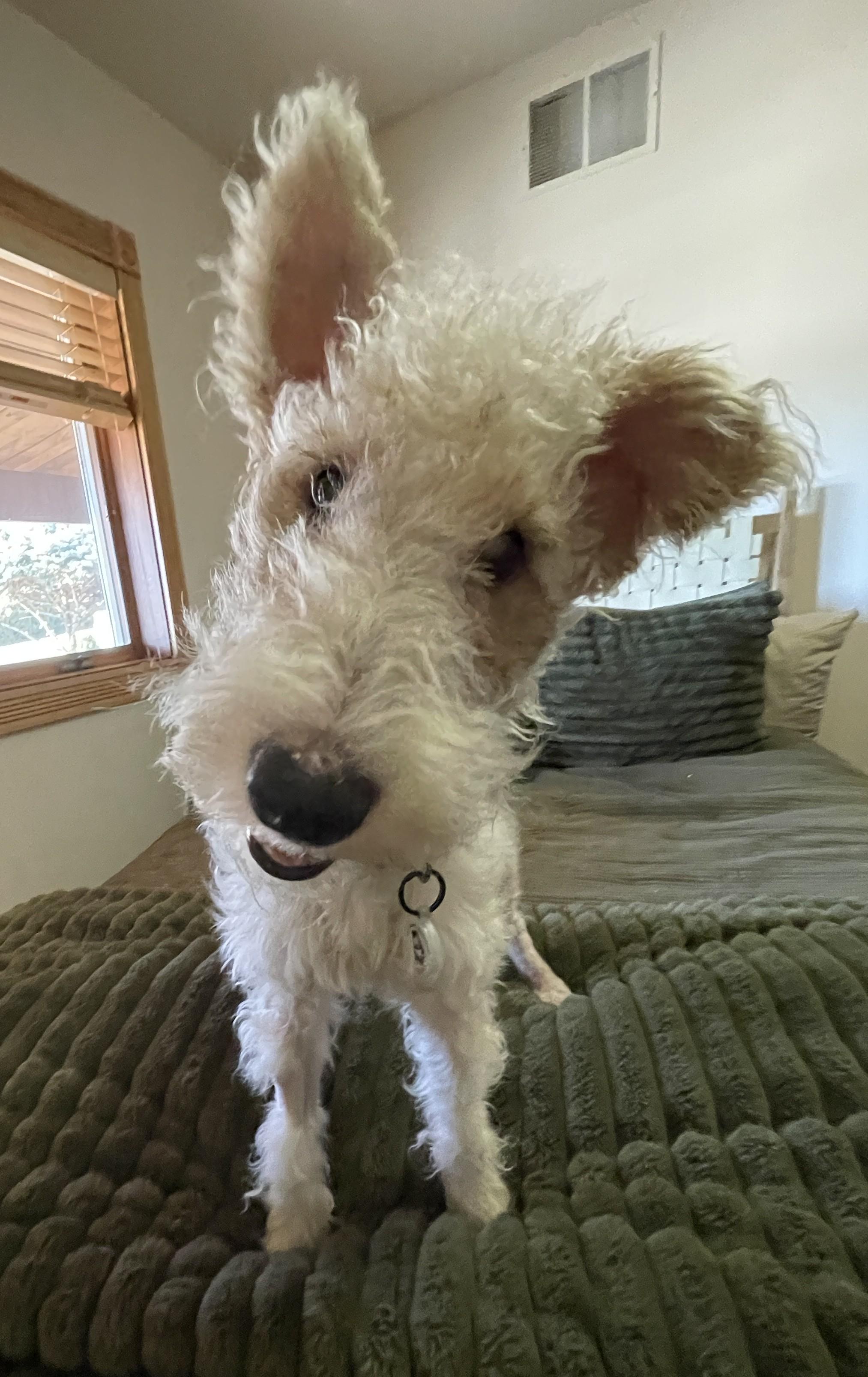 Enlarge LENNY, an adopted Wire Fox Terrier in Mokena, IL image 3/6